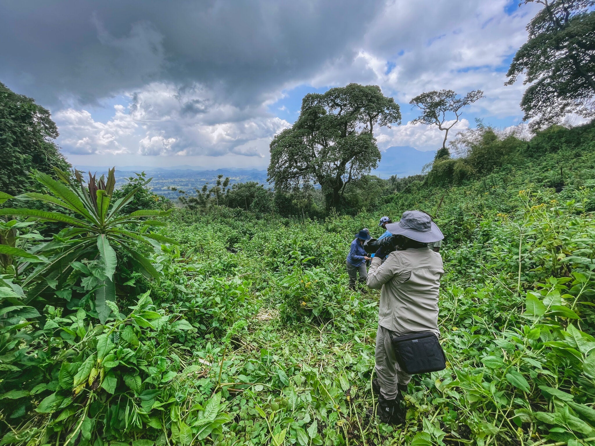 Gorillas in the Mist