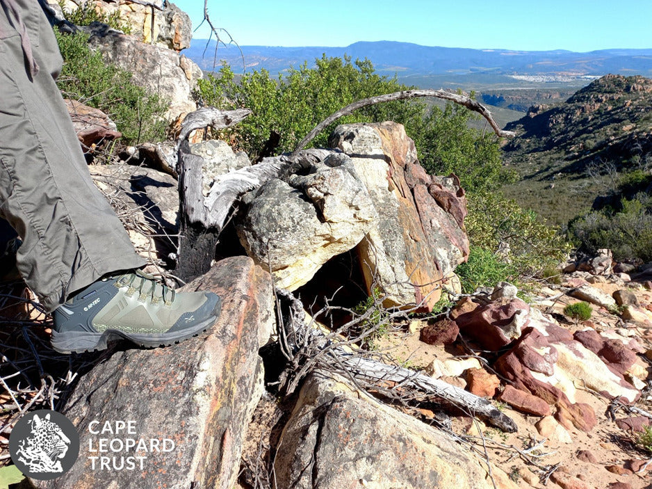 CAMERA TRAPPING FOR CEDERBERG LEOPARDS IN FULL SWING.